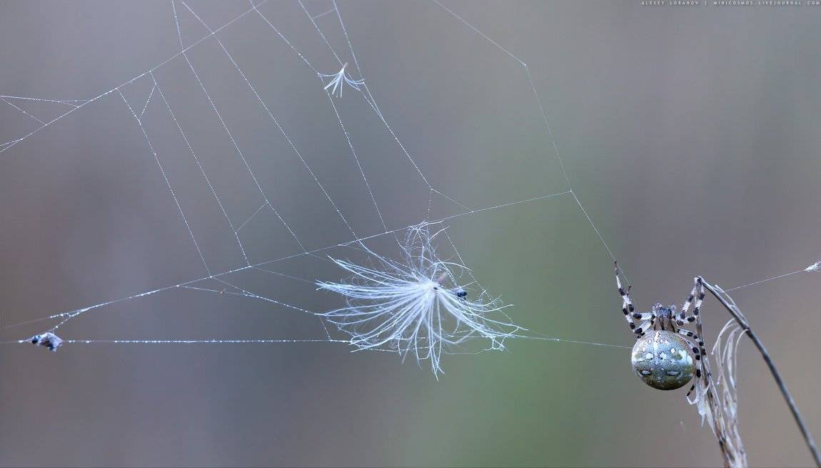 , Алексей Лобанов