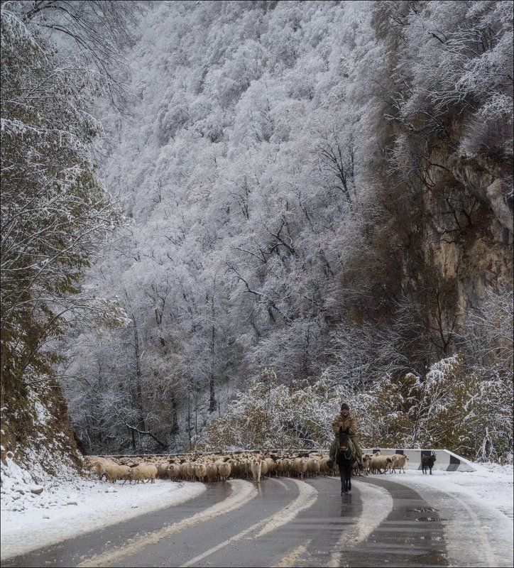 северная осетия, дигорское ущелье Чабан и его свита фото превью
