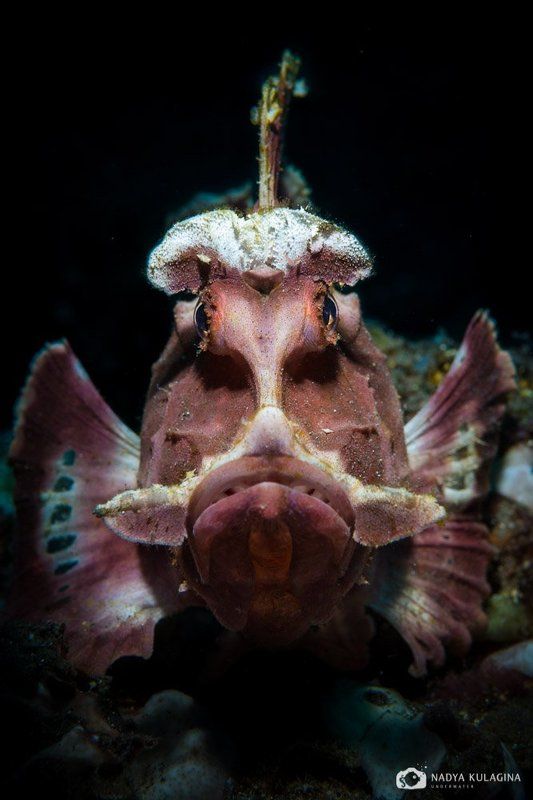 rhinopias eschmeyeri, underwater, photography, diving, macro, critter, fish, scorpion fish Лицо фото превью