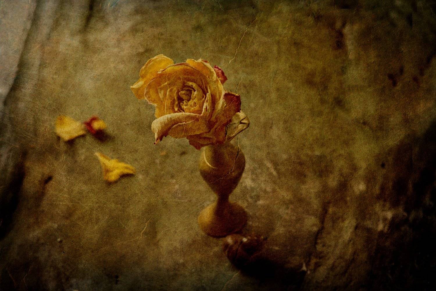 роза, цветок, цветы, текстура, желтая, ваза, лепестки, растение, флора, засохшая, Игорь Токарев