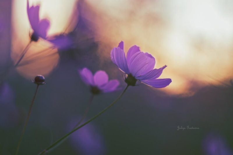 вспоминая лето фото превью