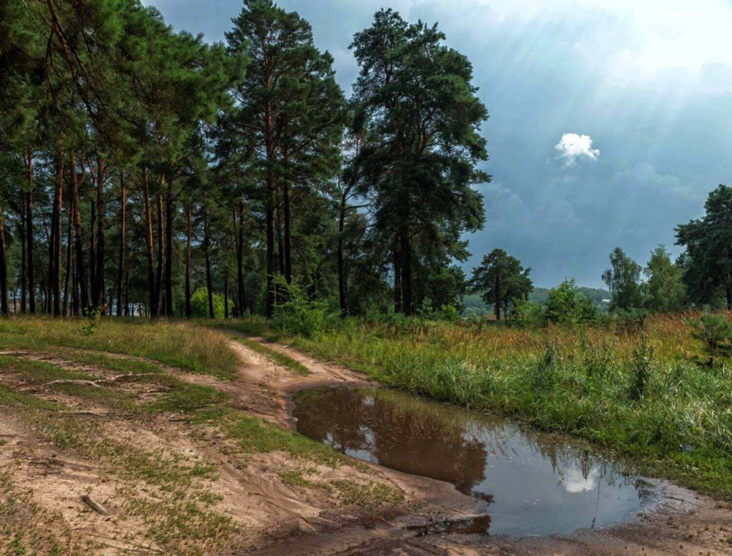 пейзаж,природа,сосны,сосновый бор,россия,красота,небо,лужи,дорога,лето,дождь, Юлия Лаптева
