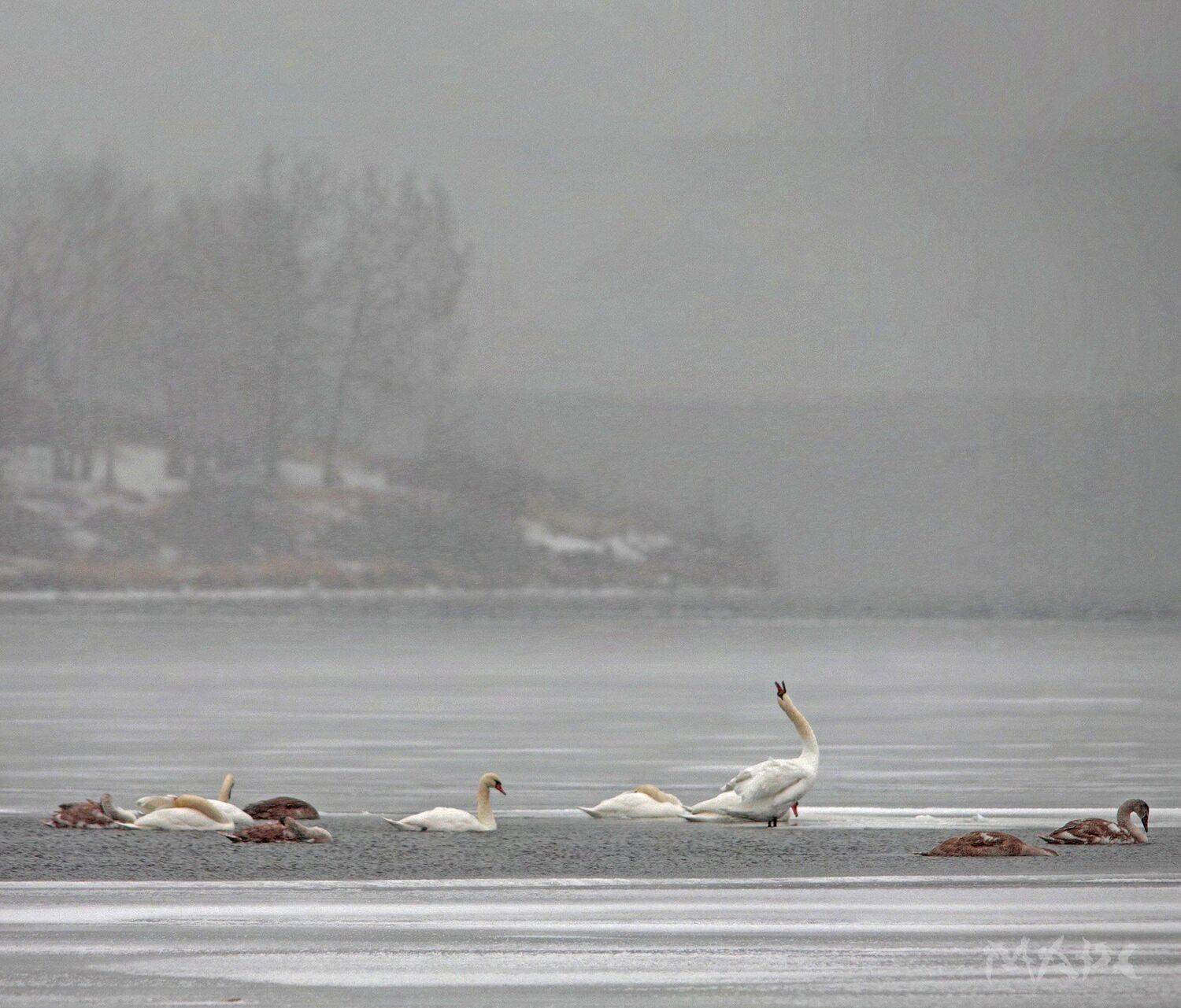 животные птицв лебеди озеро кандры-куль ноябрь, Шангареев Марс