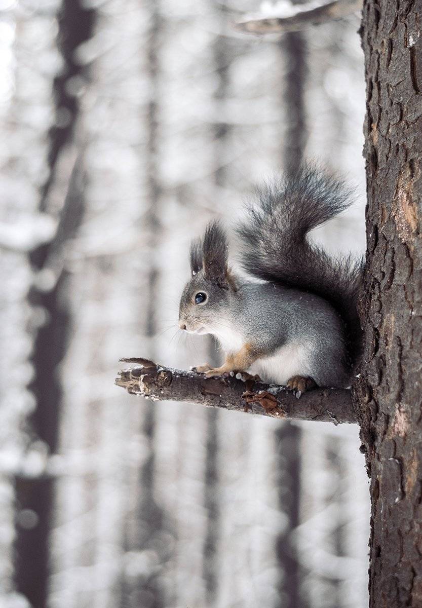 анна чернякова,  сказка, лес, белочка, животные, Чернякова Анна
