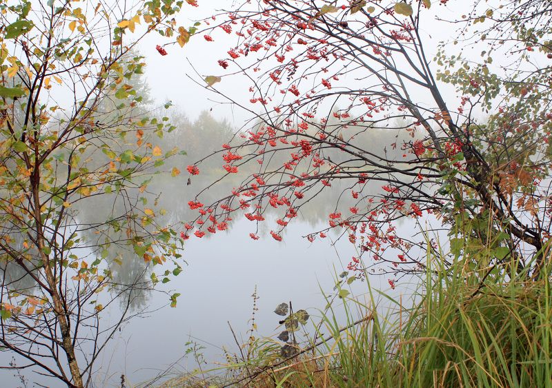 осень, туман , рябина ***** фото превью