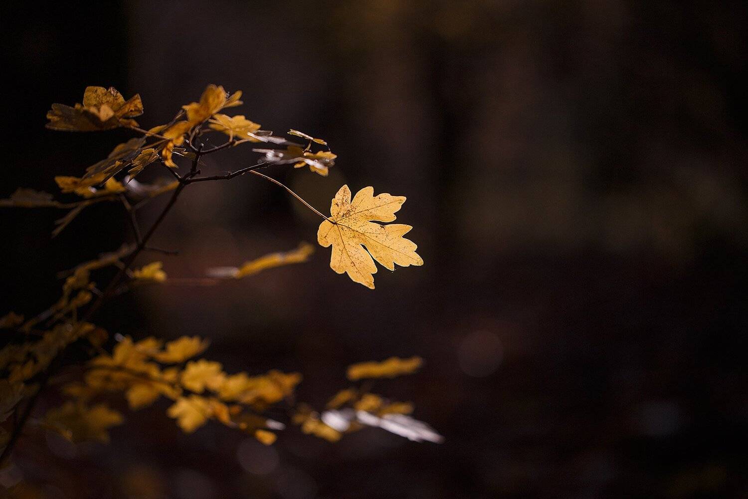 осень,лист,настроение, Инна Сухова