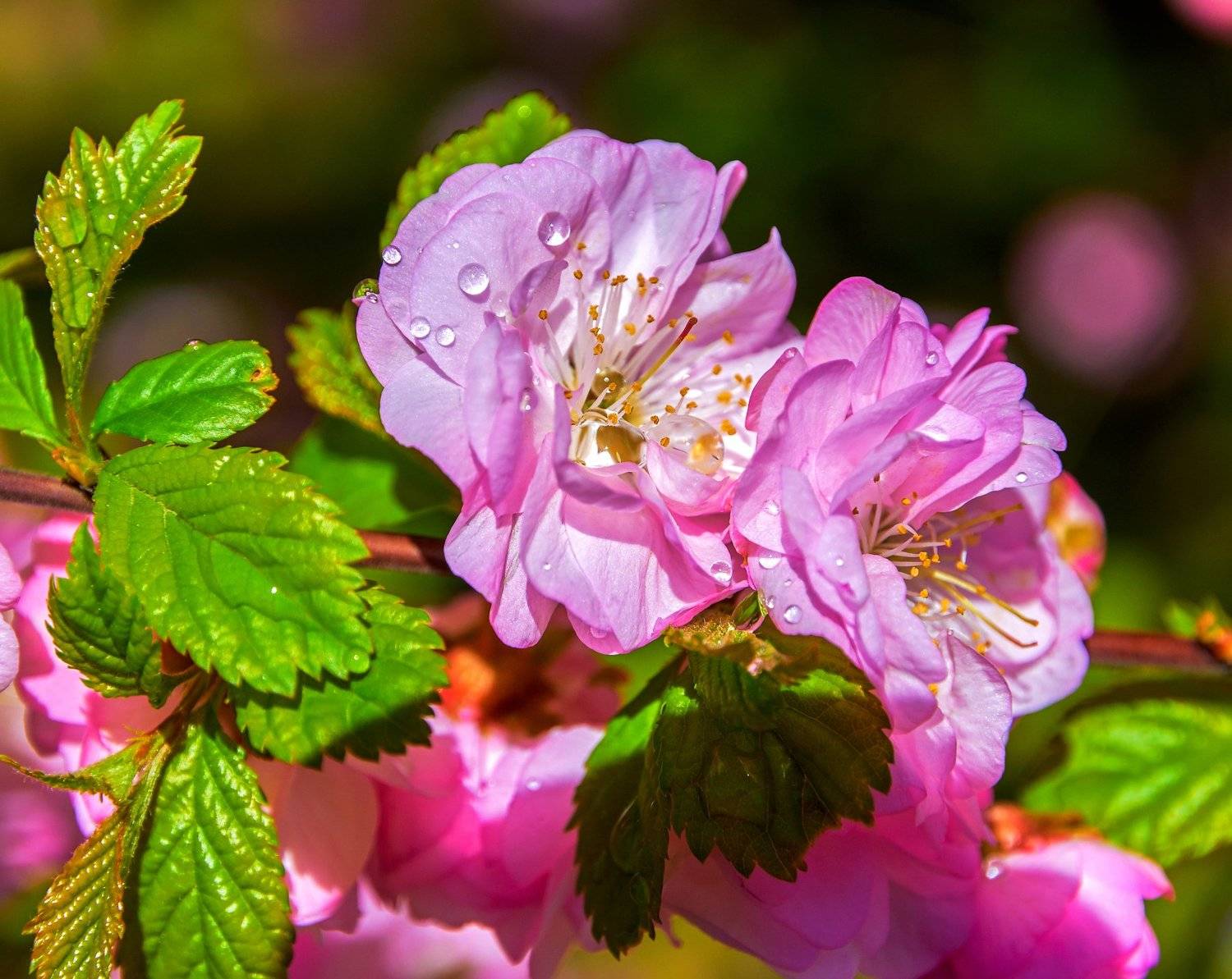 , Олег Богданов