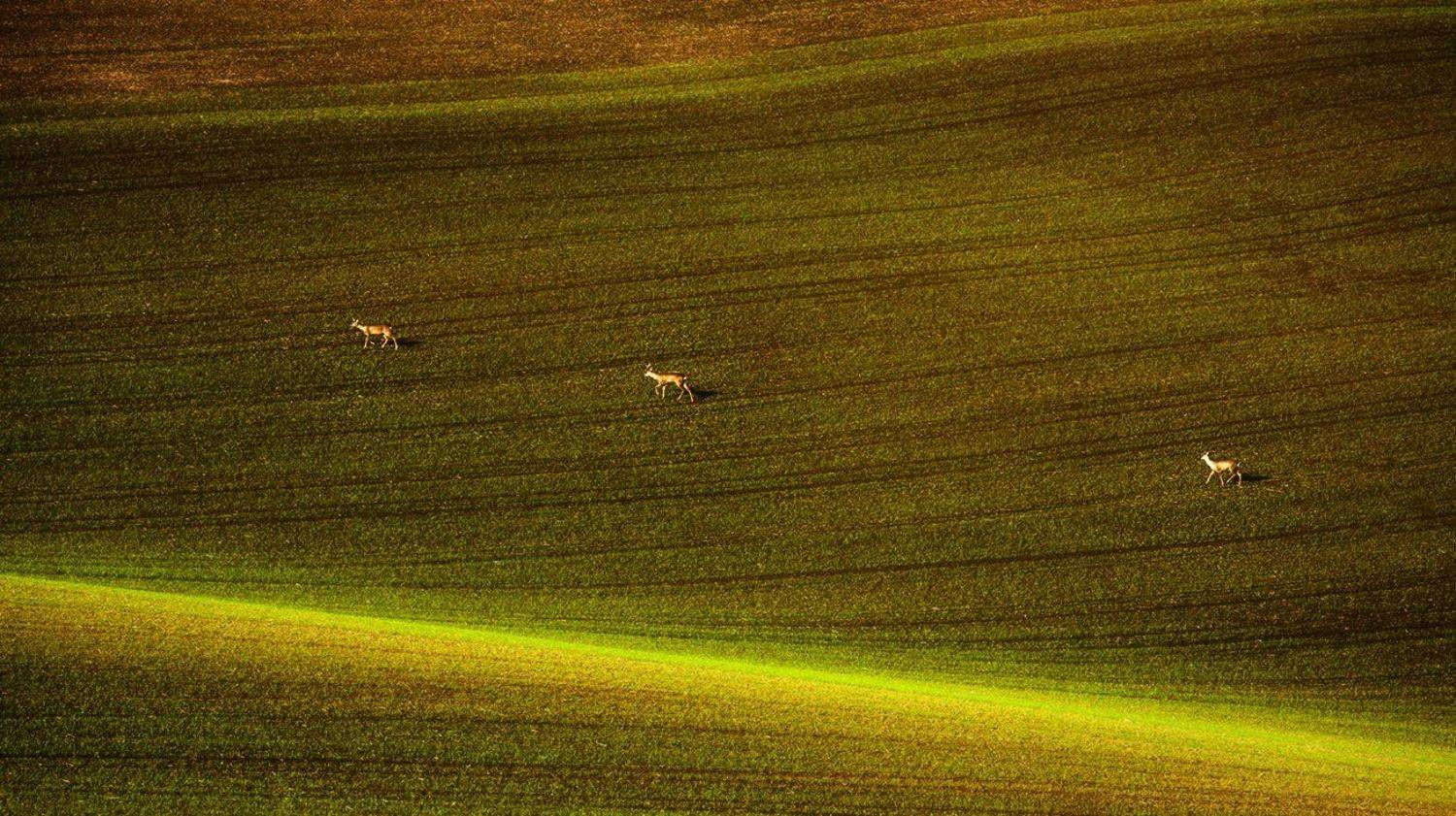 , Владимир K.