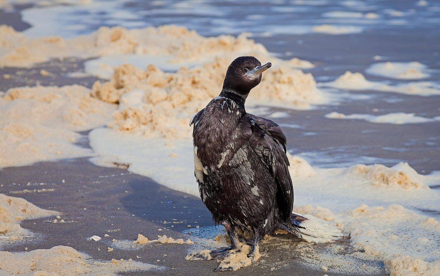 командорские острова; краснолицый баклан; phalacrocorax urile; aves; pelecaniformes; phalacrocoracidae; веслоногие; птицы; остров беринга; пена; берег; океан; море, Дмитрий Уткин