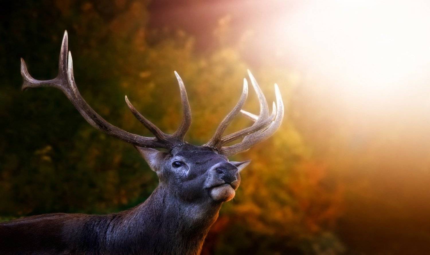 animals, Zlatko Borenović