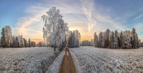 Иней в парке Павловск
