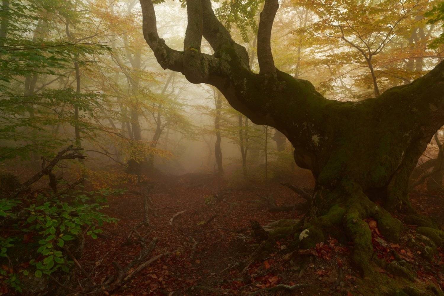 , Бруно Томский