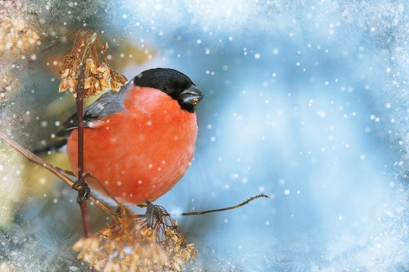 Открытка фото превью