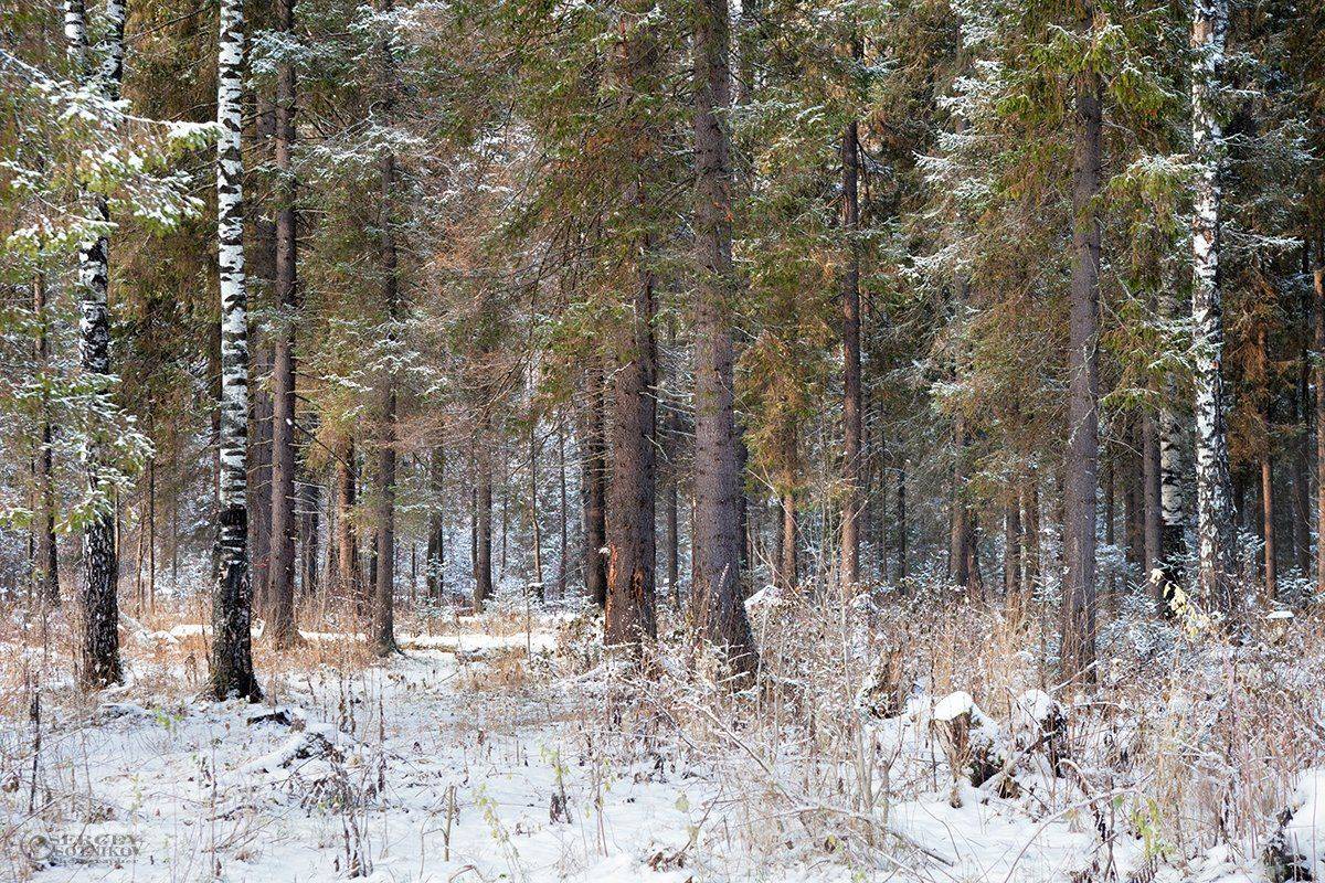 , Сергей Сотников