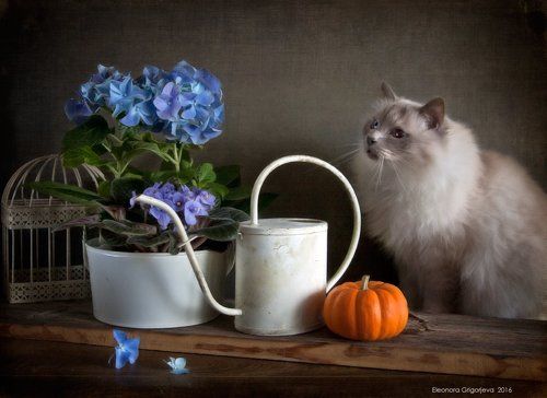 Кот с небесными глазами