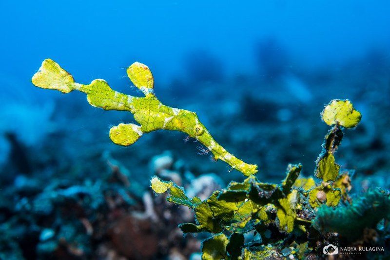 Мастера камуфляжа: халимедовый трубкорыл  (Solenostomus halimeda) фото превью