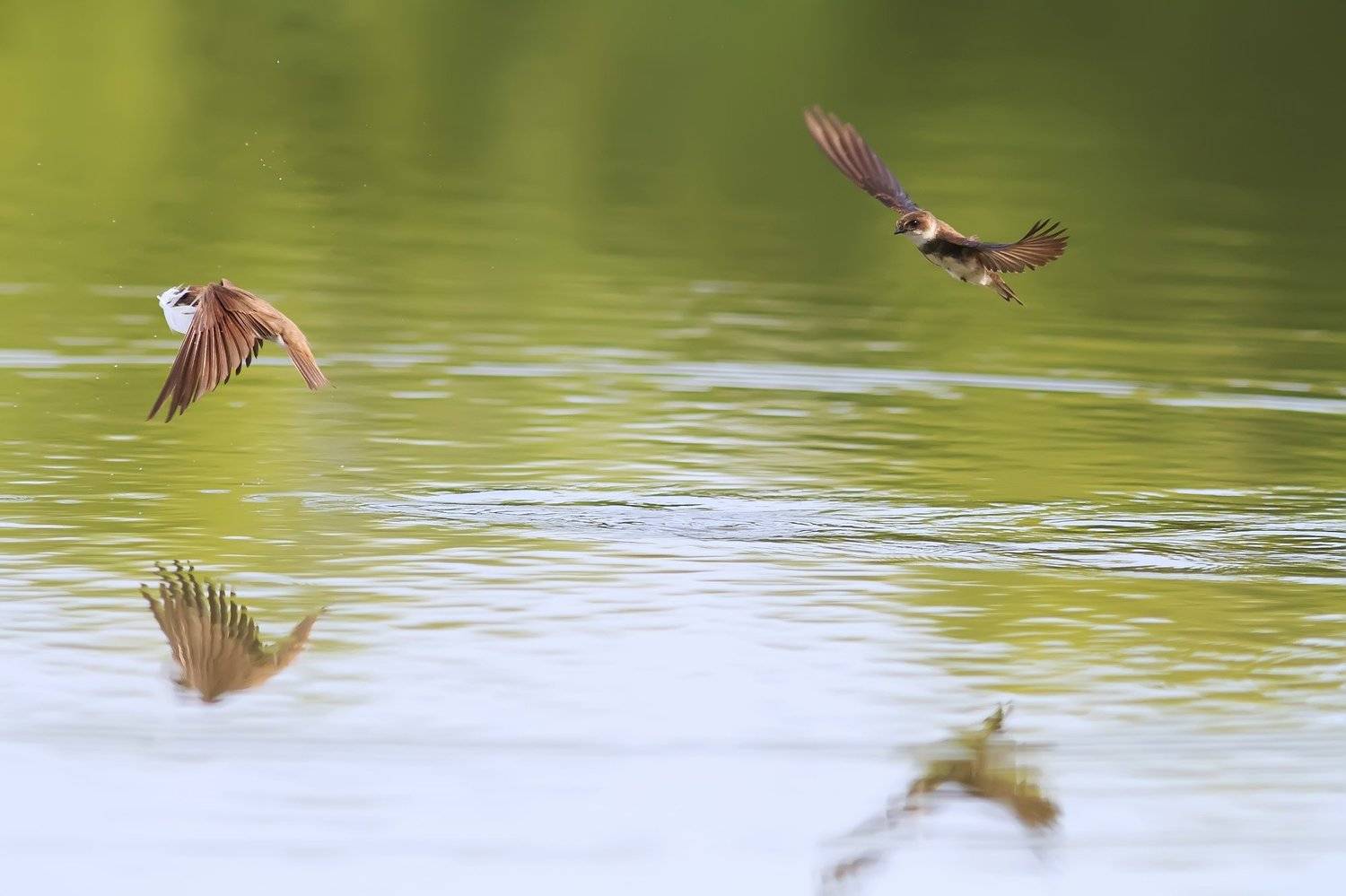 ласточки, Наталья