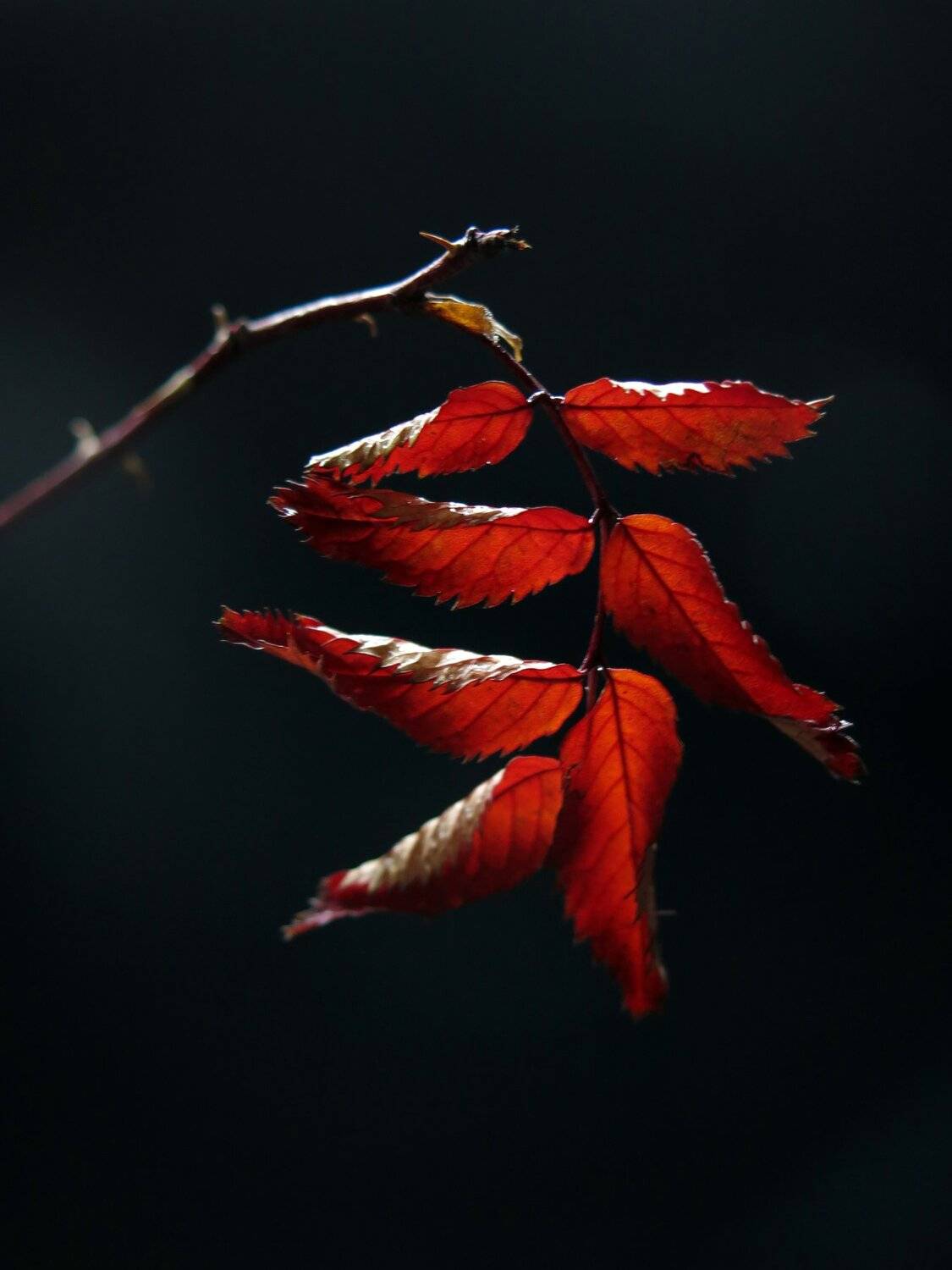 шиповник, лист, ветка, осень, ноябрь, природа, красота, Елена