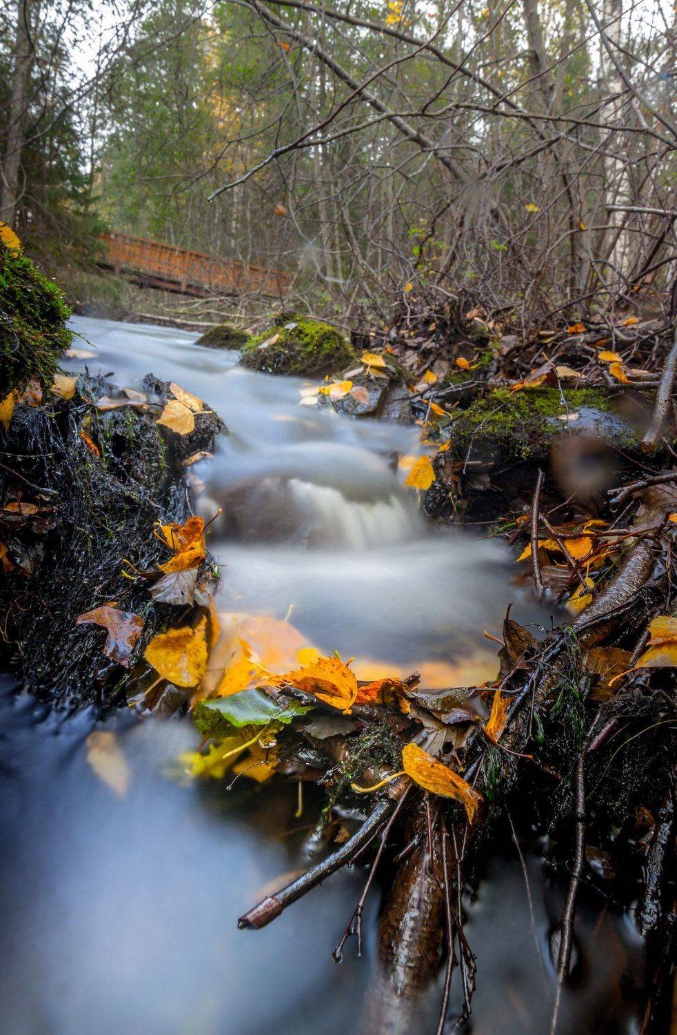 природа, карелия, осень, вода, рука, длинная выдержка, листья, Михаил Проскалов