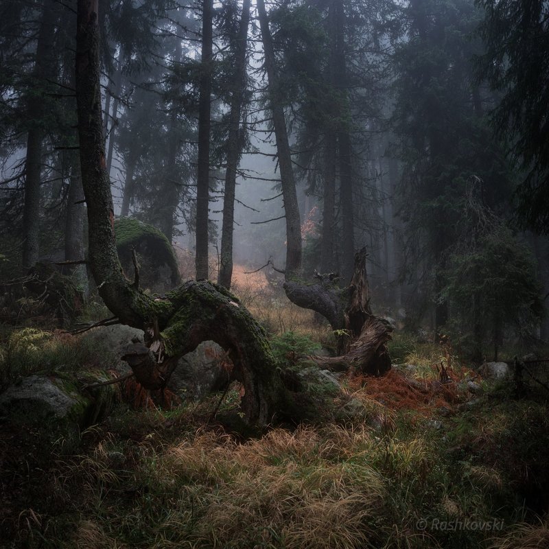 In the mysterious wood