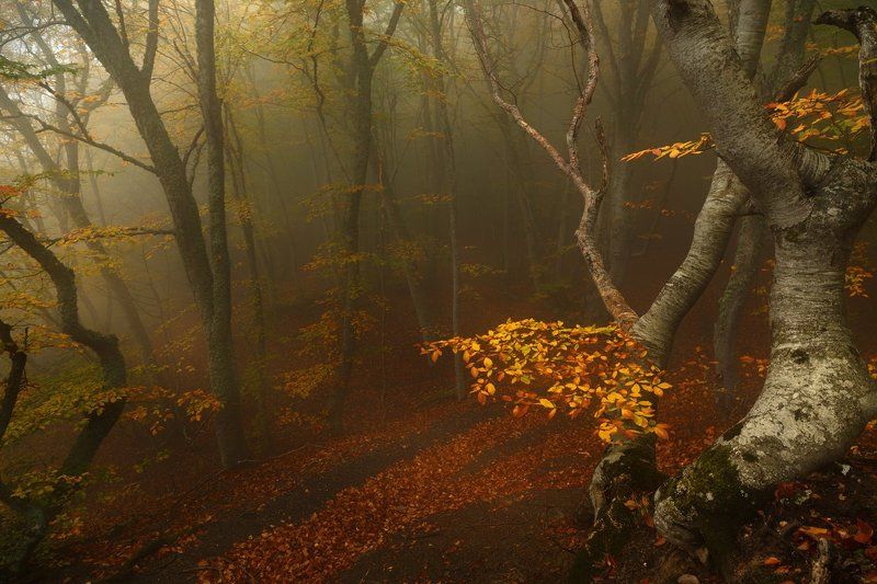 В Лес фото превью