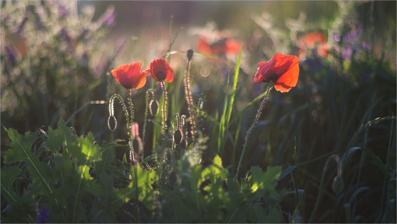 а в поле-красный мак... фото превью