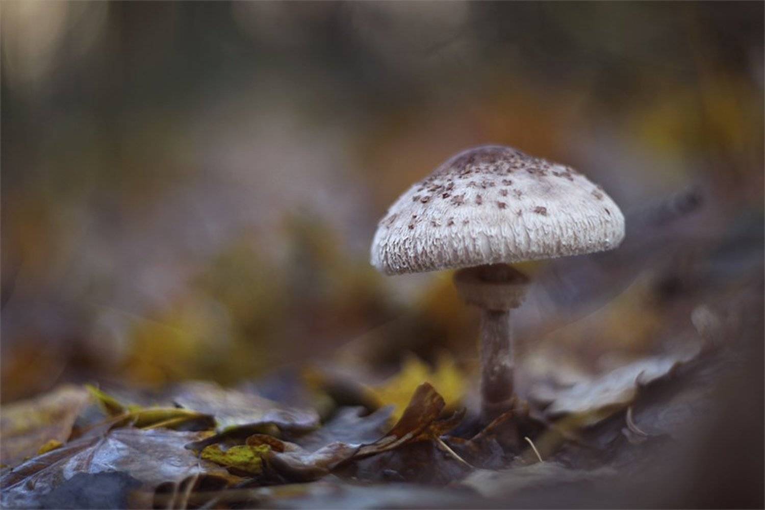 , Наталья Ова