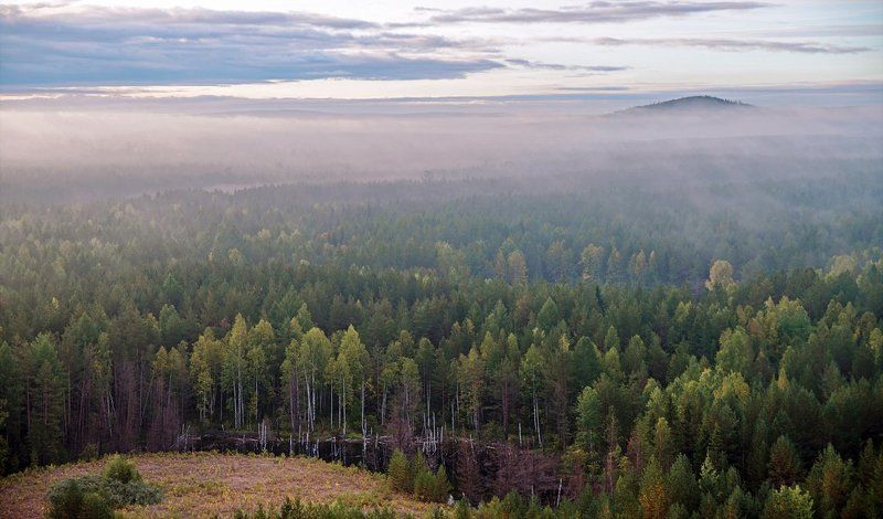 хвойный лес туман восход осень После дождя. фото превью
