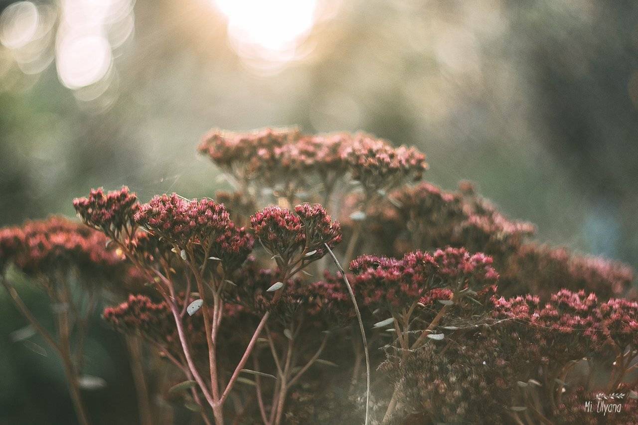 , Ульяна Буканова (Мизинова)