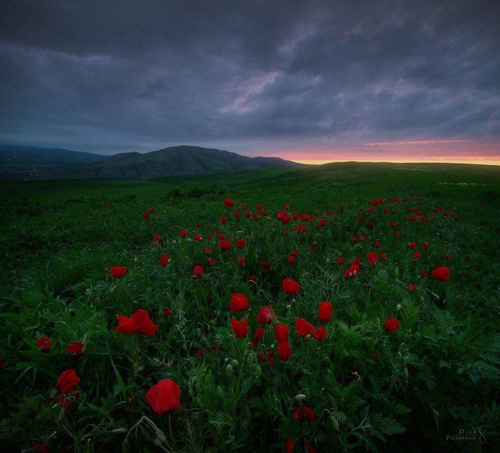 киргизия, маки, маковое поле, закат, сумерки, Степаненко Ольга