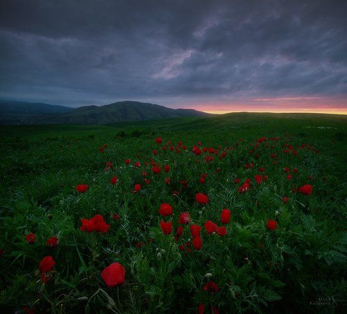 Сумеречные маки