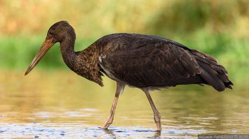 Черный аист