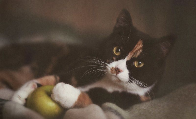 кошка, кошки Чилька фото превью