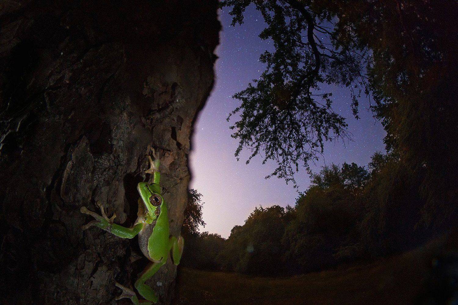 квакша, ночь, звезды, дерево, лягушка, Никифоров Егор