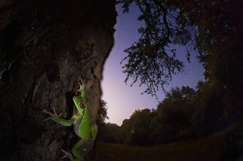 Древолаз фото превью