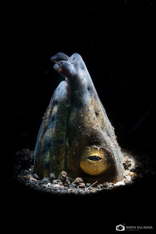 underwater, macro, shoot, swimming, diving, Всевидящий фото превью