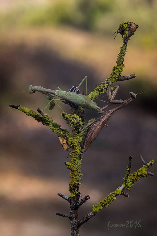 , Игорь ФУММ