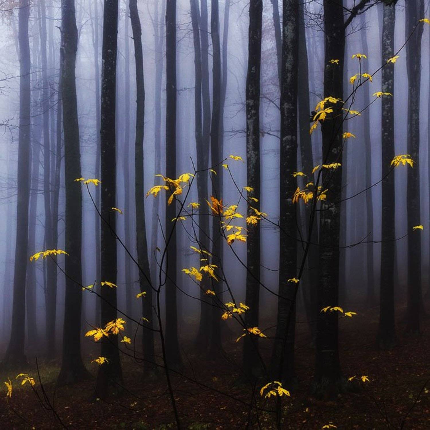 , Ирина Костова