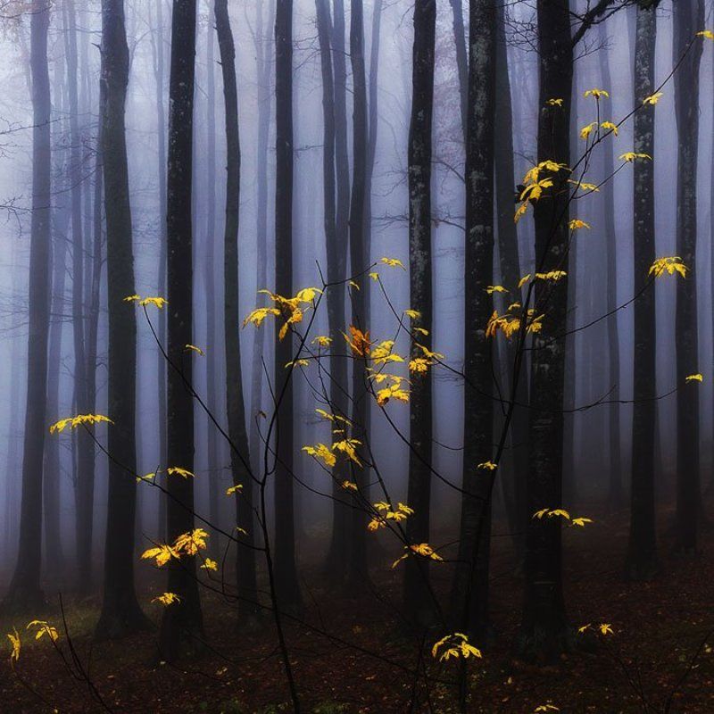 Танец золотой осени туман развеселила фото превью