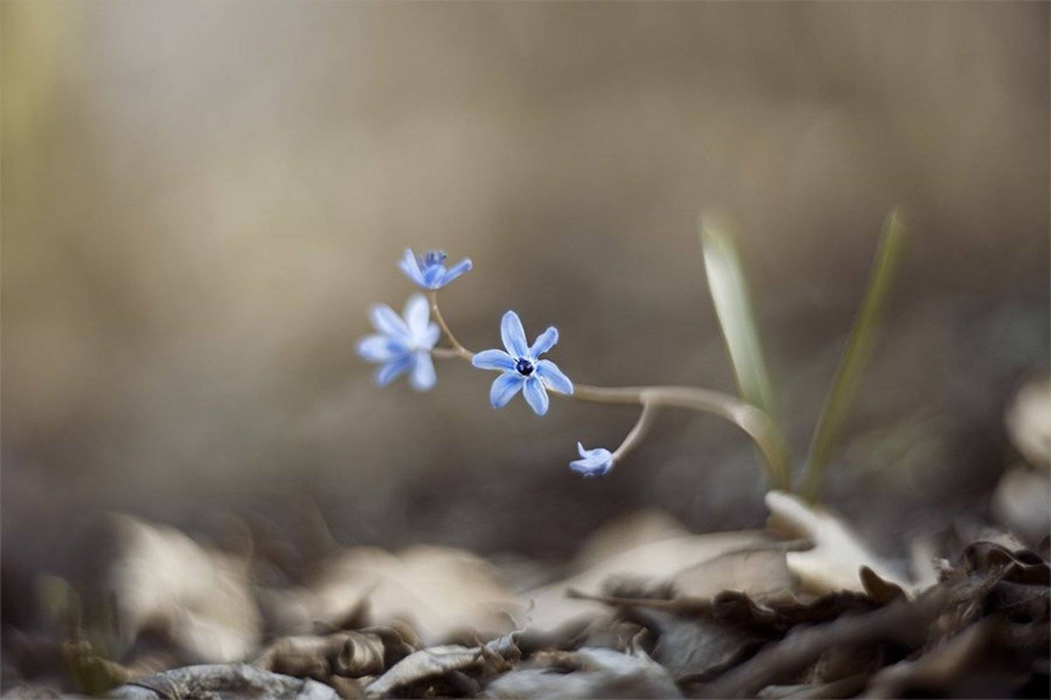 , Наталья Ова