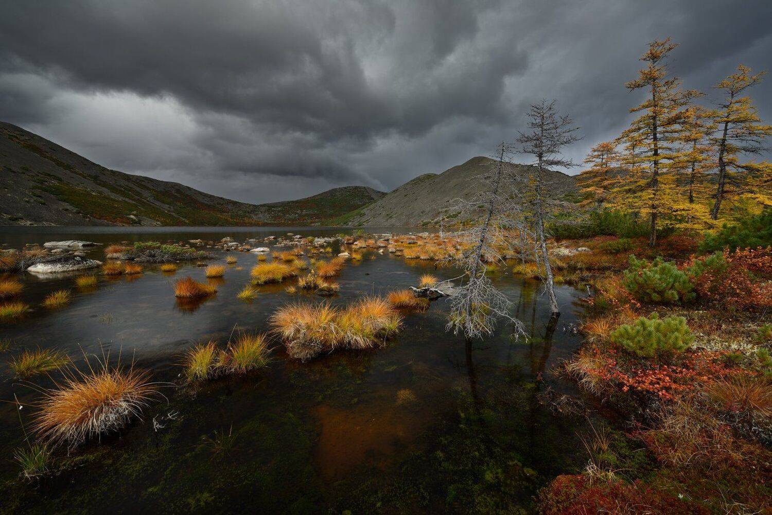 , Максим Евдокимов ( www.wildphotorus.ru )