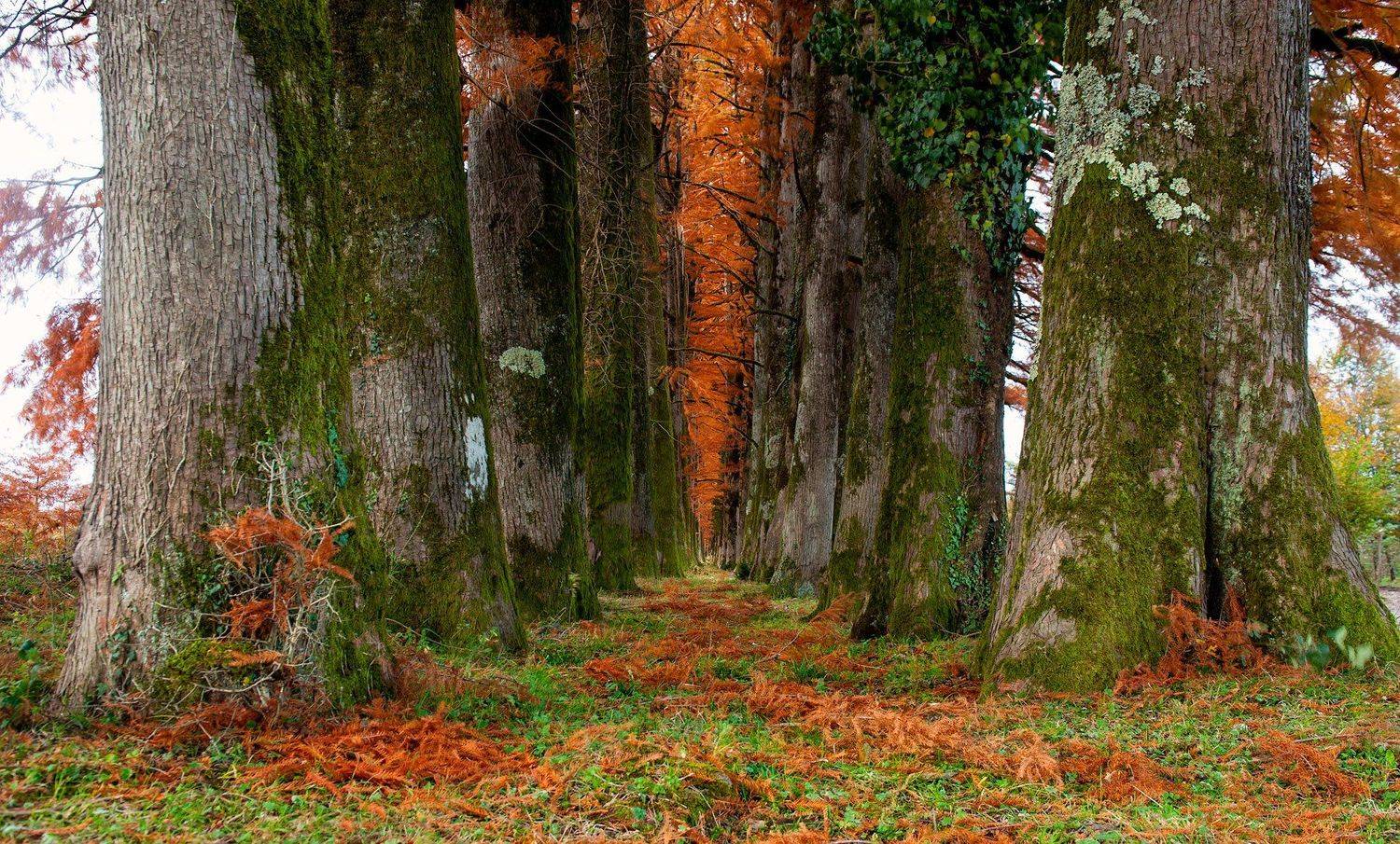 #nature #landscaspe #nikon #national parck #spring #instagram, Romani Tolordava