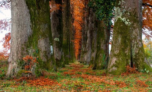 Melody of autumn