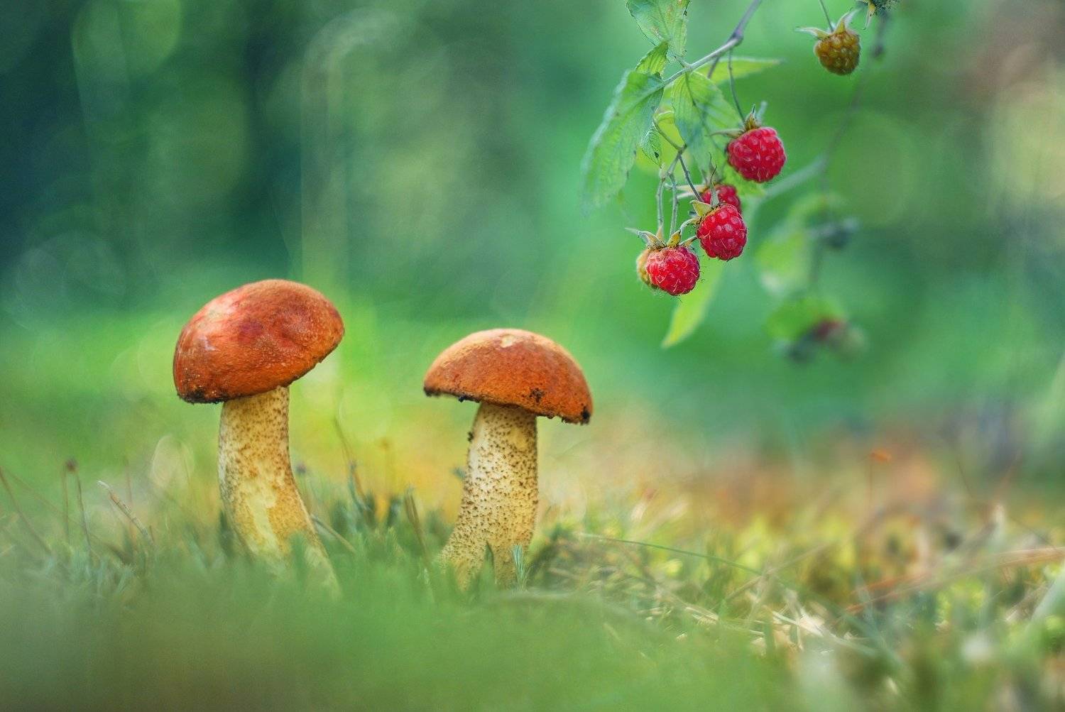 грибы лето природа гелиос, Александр Гвоздь