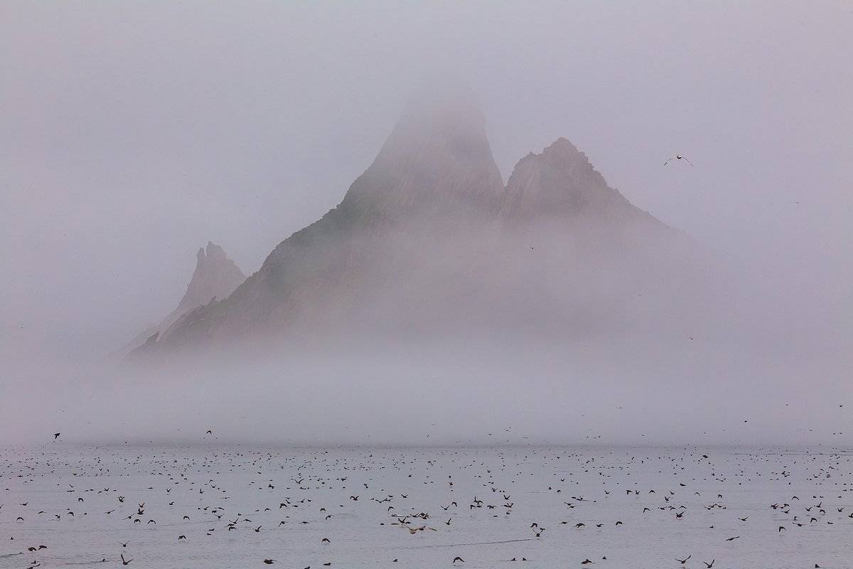 хатымалью, ямские острова, залив шелихова, охотское море, магаданская область, магадан, север, колыма, остров, море, птицы, туман, скалы, Кирилл Уютнов