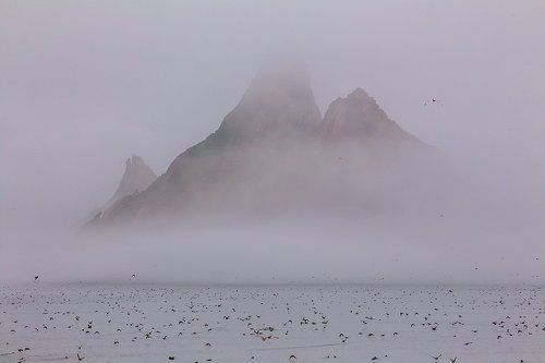 Планета птиц