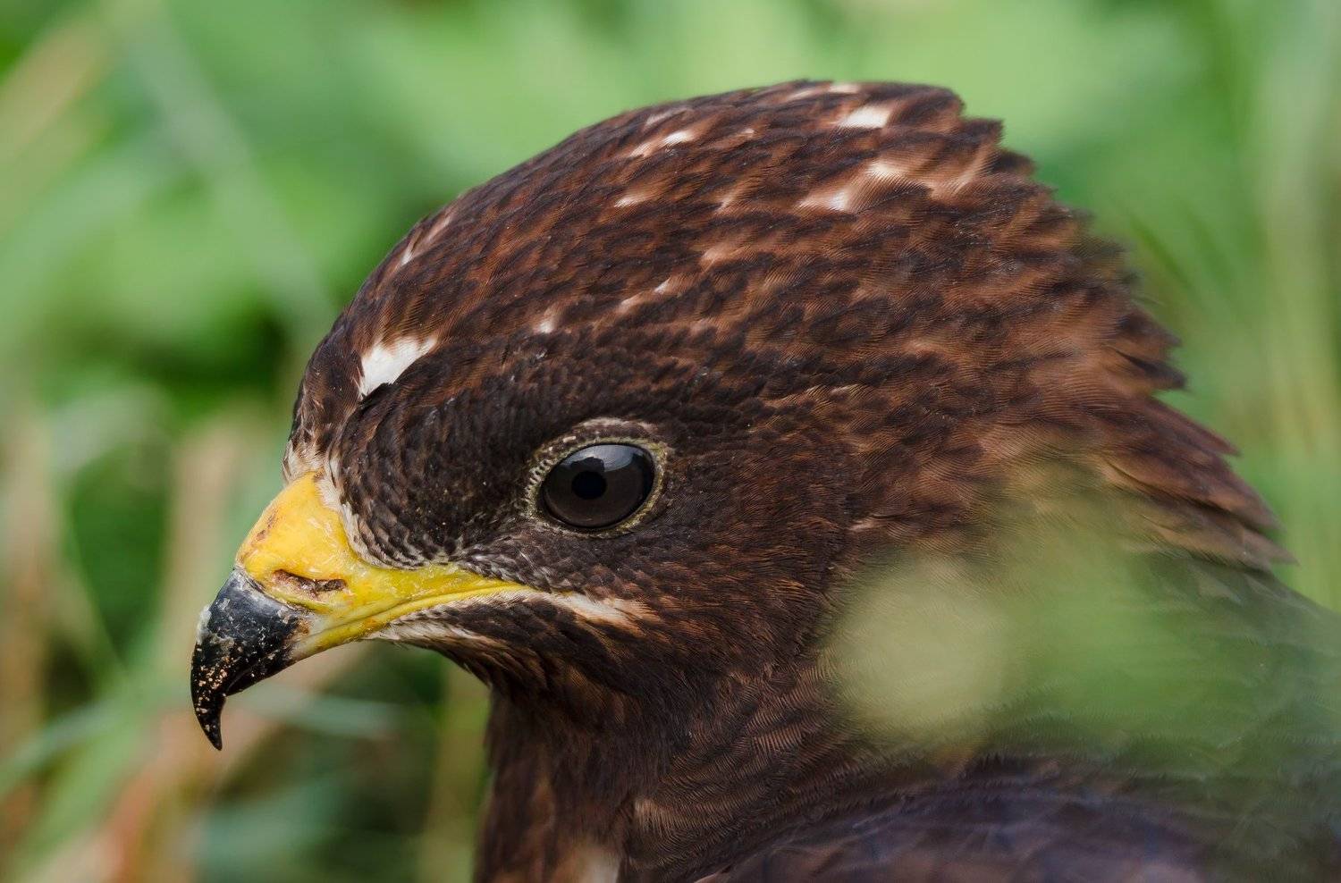 портрет, профиль, птица, голова, клюв, глаз, хищник, осоед, осень, сентябрь, Ксения Соварцева