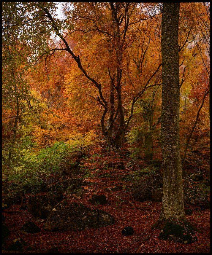 , Владимир Метцгер