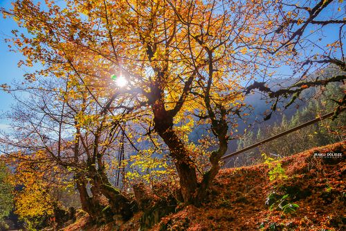 Autumn