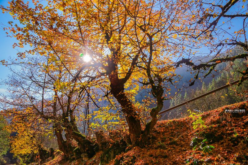 landscape, autumn, sun, photography, beautiful, hiking, trip, Autumn фото превью